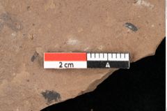 Foto (Detailansicht) von Sparganium acheronticum Unger (NHMW-GEO-2024-0188-0436)